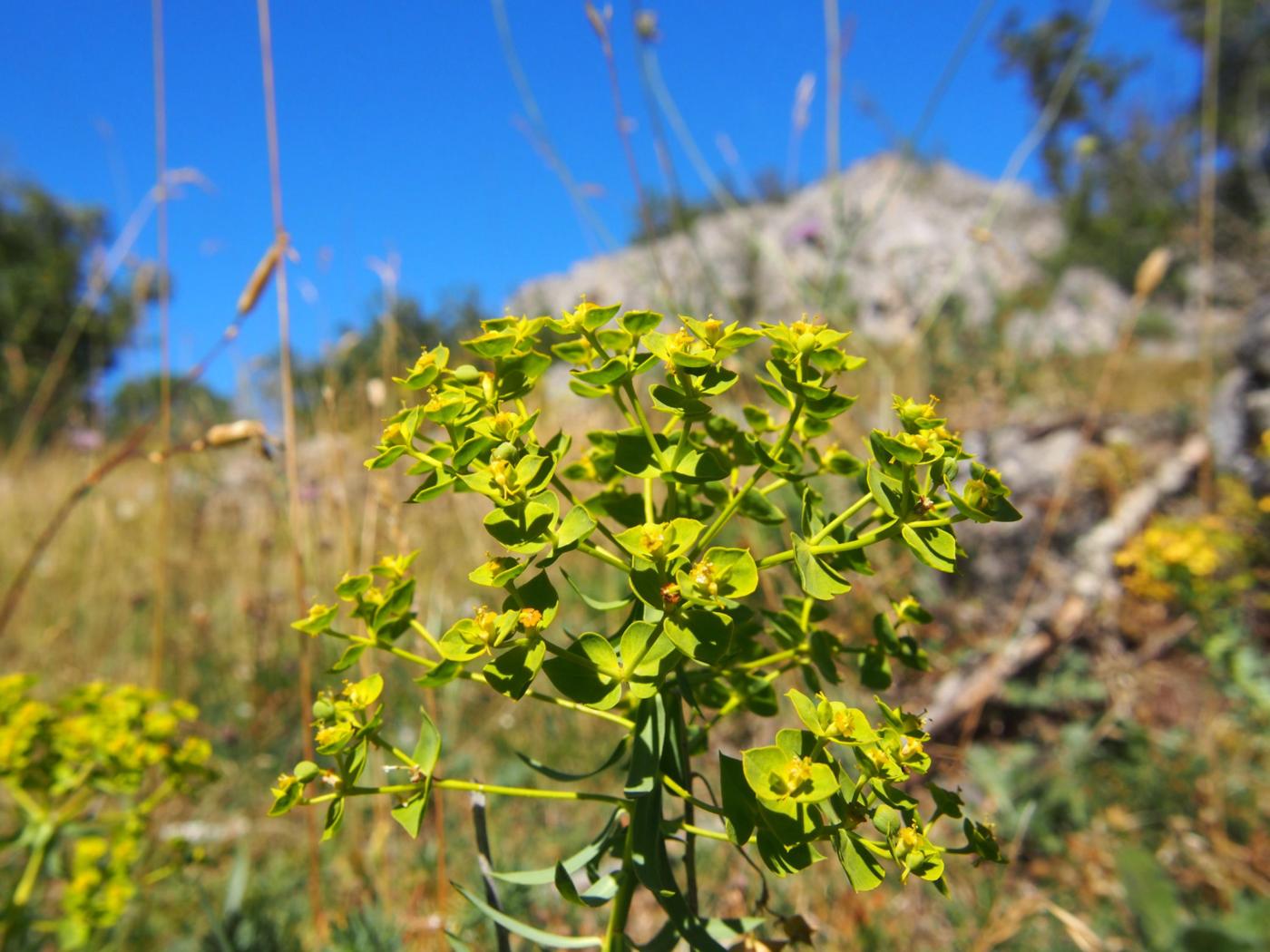 Spurge, Dwarf plant